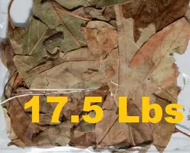 17.5 lbs HOJA DE AGUACATE mpARO