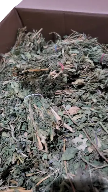 10Lbs Epazote En Rama / Epazote Stem mpAGS