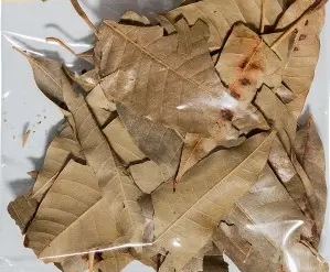 8Lbs Hojas de Mango / Mango Leaves mpATR