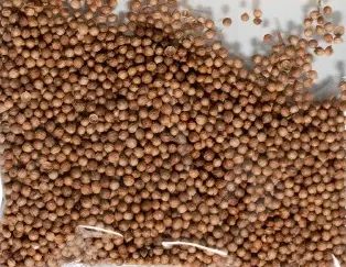 55Lbs Cilantro Bolita / Coriander Whole mpRRC