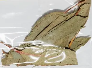 17Lbs Eucalipto/ Eucaliyptus Leaves mpBBC