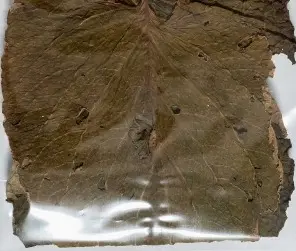 [22-MP141] 22Lbs Hoja Santa / Santa leaves mpAHA