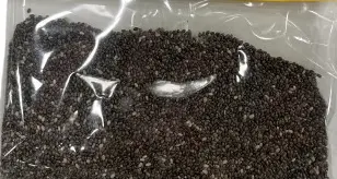[55-MP318] 55Lbs Chia / Chia Seed Black mpBAO